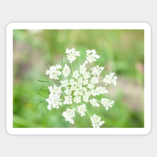 Small white flowers Sticker